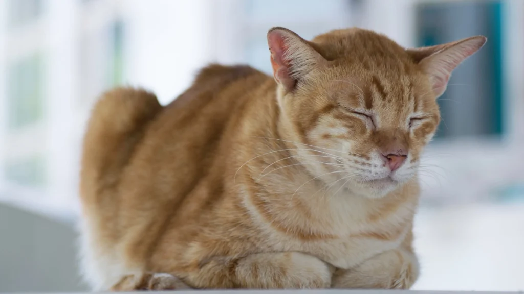 Sinais sutis de que o gato pode estar doente