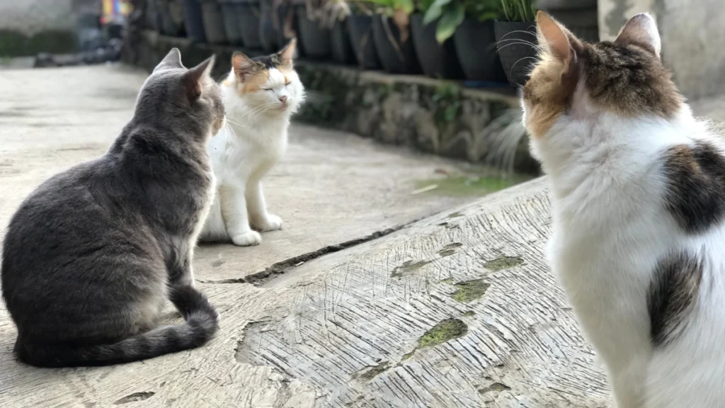 Socialização entre gatos como apresentar um novo felino a outro já residente