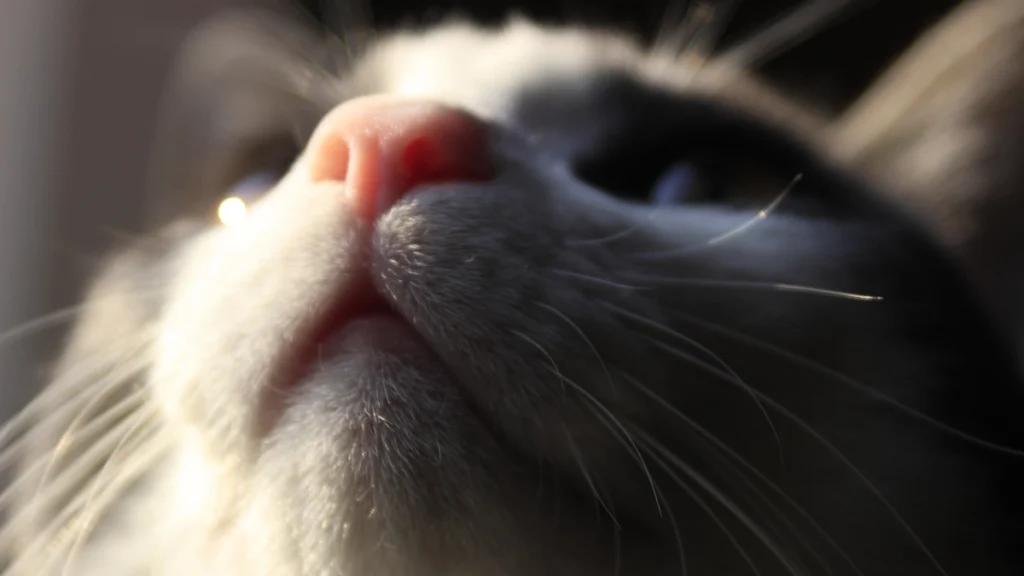 Saúde Bucal Felina: Escovação, Tártaro e Prevenção de Doenças Dentárias 3 Tártaro felino como se forma e por que é tão comum