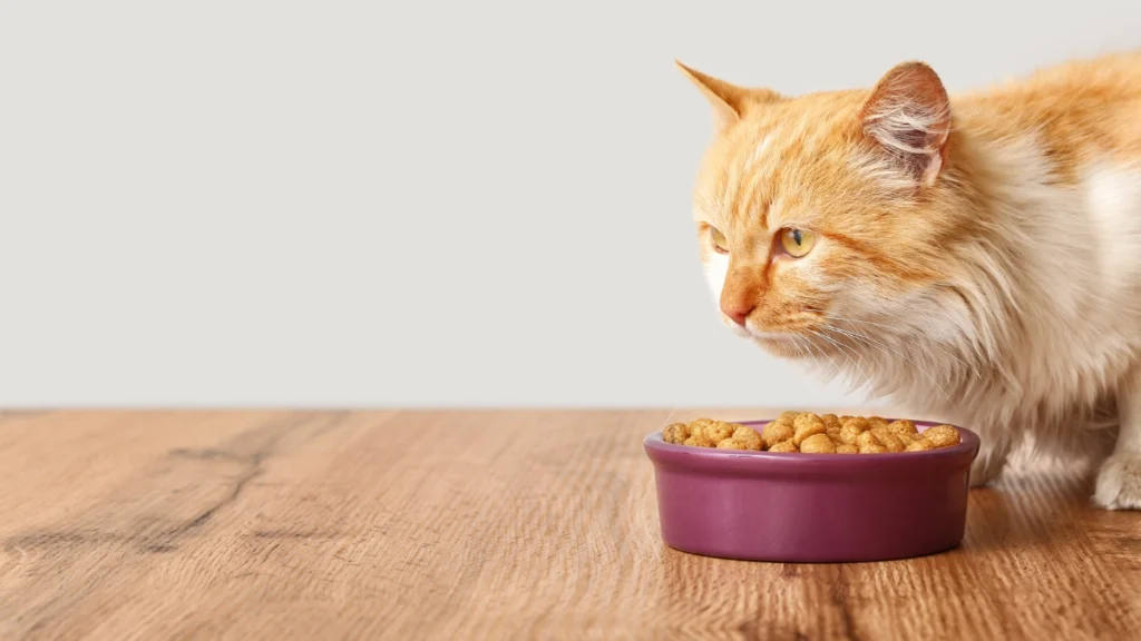 Nutrição Felina por Fase de Vida: Filhote, Adulto e Idoso 4 Transição alimentar entre fases como fazer sem estressar o gato