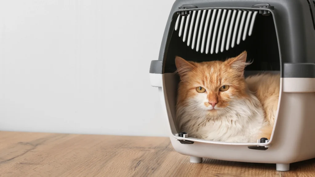 O Que Todo Gato Precisa Ter em Casa: Lista Essencial por Ambiente e Rotina 5 Transportadora e itens para deslocamento seguro