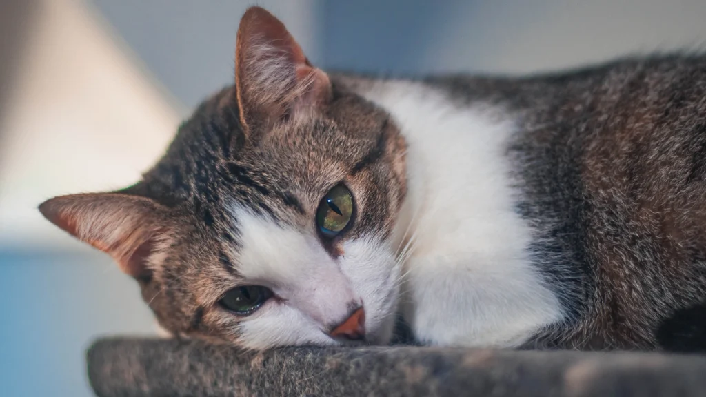 Vantagens de Adotar um Gato Vira-lata